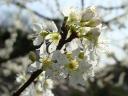 dsc00907.jpg