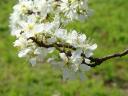 dsc00910.jpg