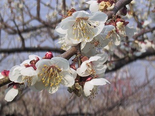 100-0005_img.jpg