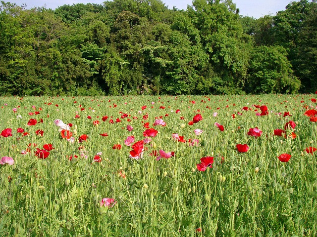 dsc01205_edited.jpg dsc01205_edited.jpg
