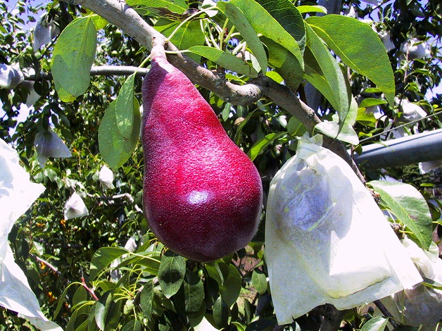 pear-starcrimsn.jpg pear-starcrimsn.jpg