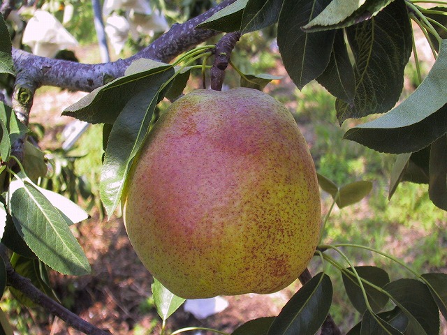 pear-nauired-2.jpg pear-nauired-2.jpg