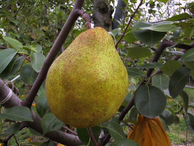 pear-silberbell-2.jpg pear-silberbell-2.jpg